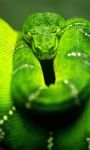 pic for Green Snake